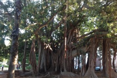 Ficus-Magnolides